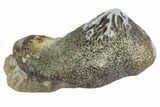 Fossil Crusher Shark (Ptychodus) Tooth - Kansas #152359-1